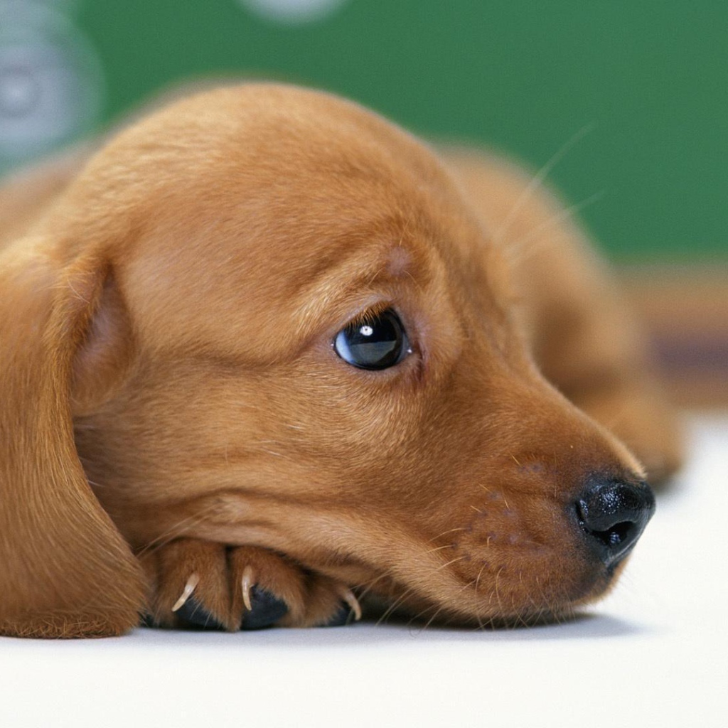 Такса смотрит вдаль