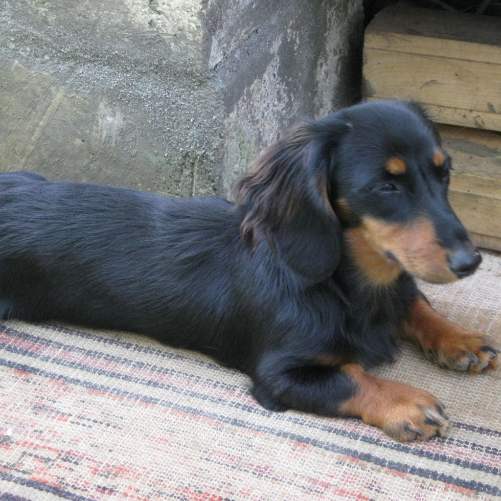 Такса лежит на подстилке