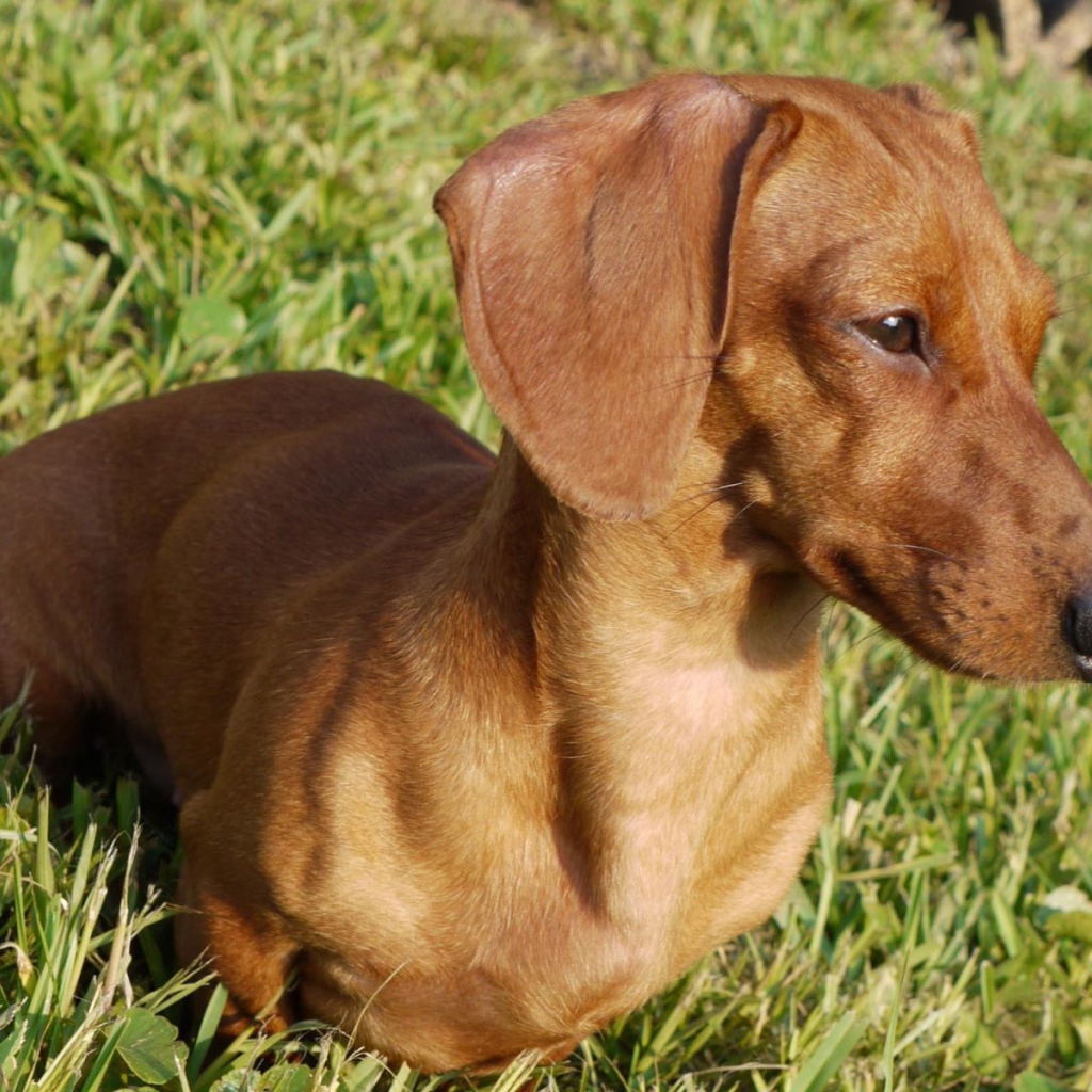 Такса на лугу