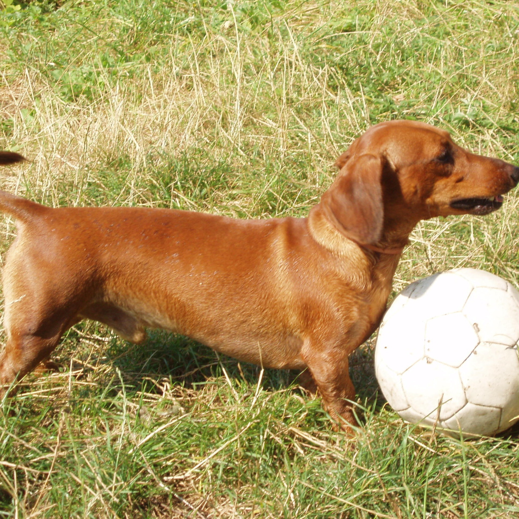 Такса играет в футбол