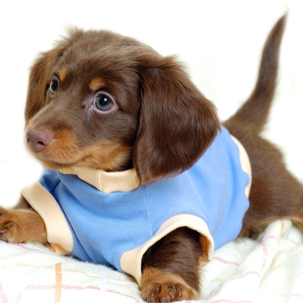 Щенок таксы в голубом комбинезоне