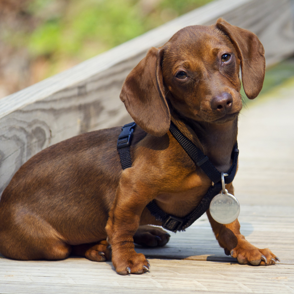 Такса с медалью