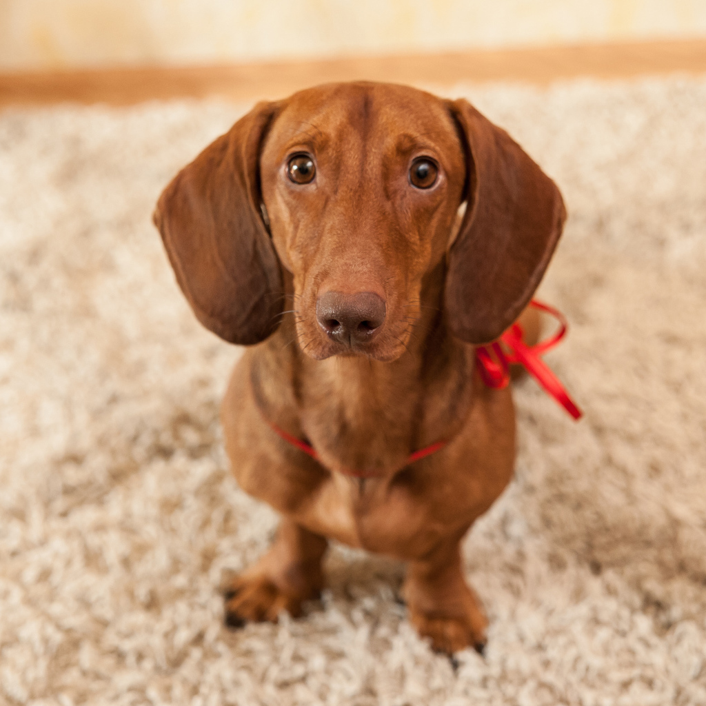 Провинившаяся такса на ковре