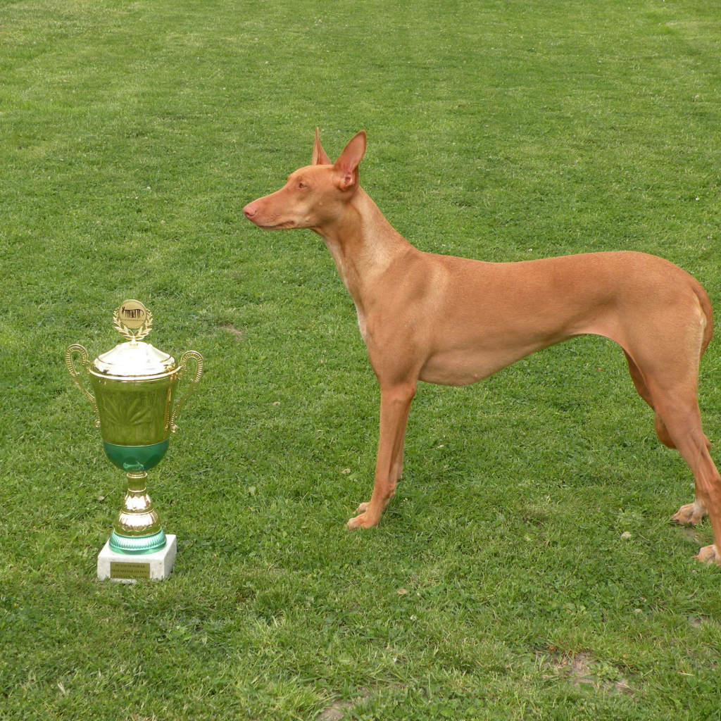 Заслуженная награда фараоновой собаки