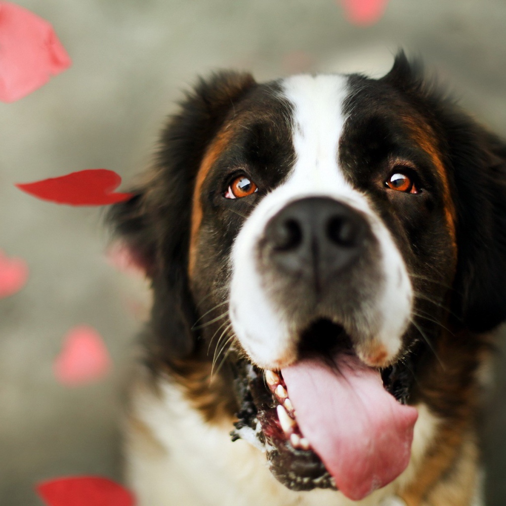 Преданный взгляд собаки