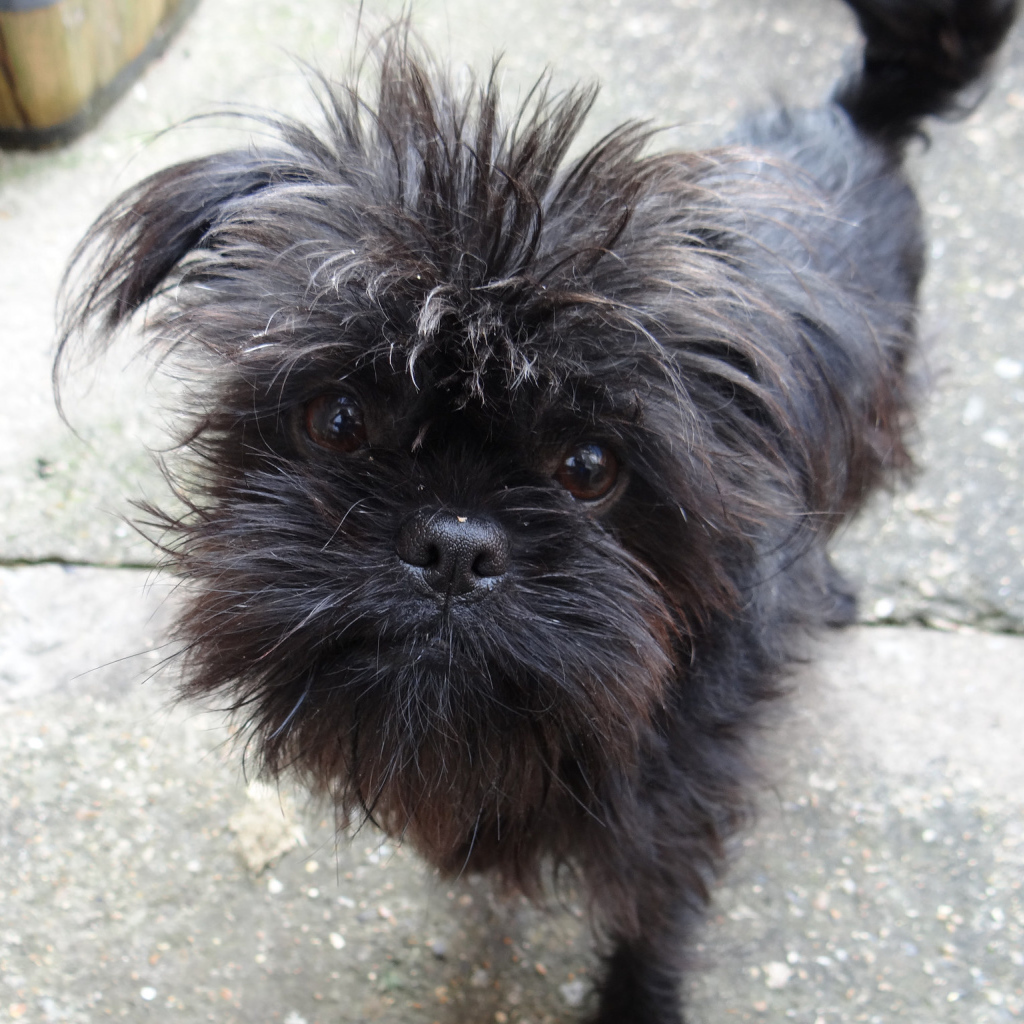 Преданный взгляд аффенпинчера