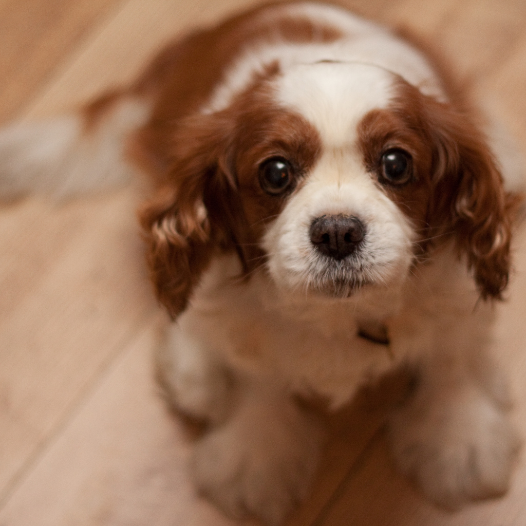 Преданный взгляд кавалер кинг чарльз спаниеля