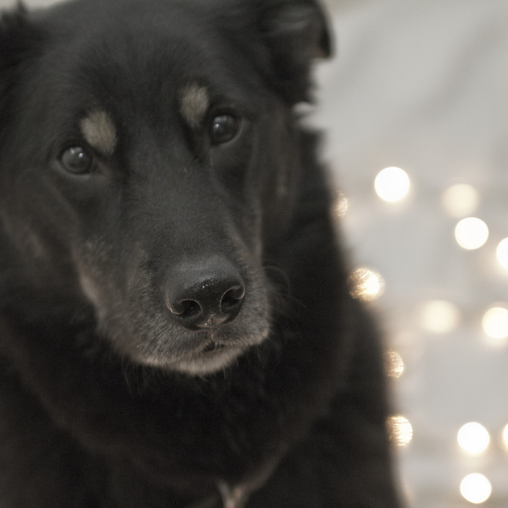 Преданный взгляд собаки чинук