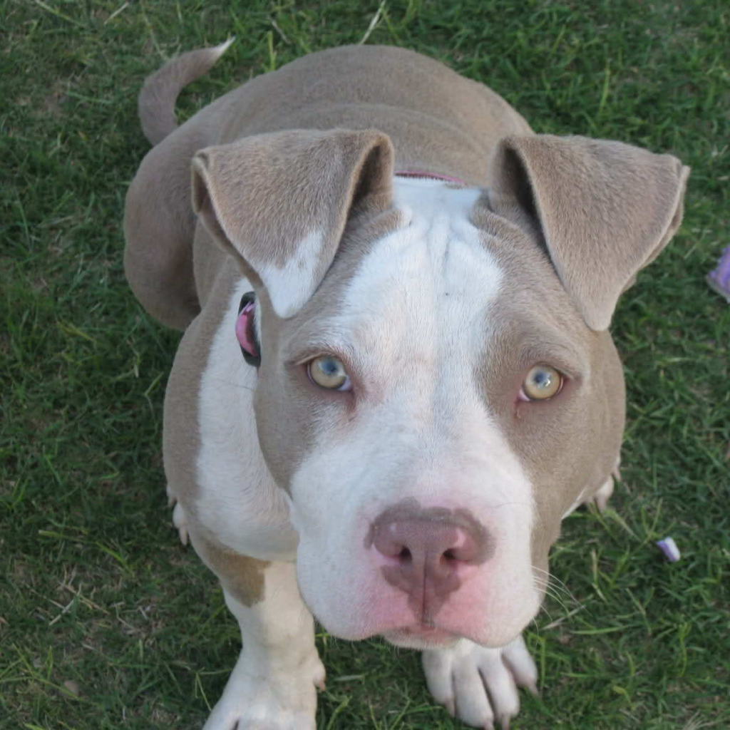 Преданный взгляд американского стаффордширского терьера