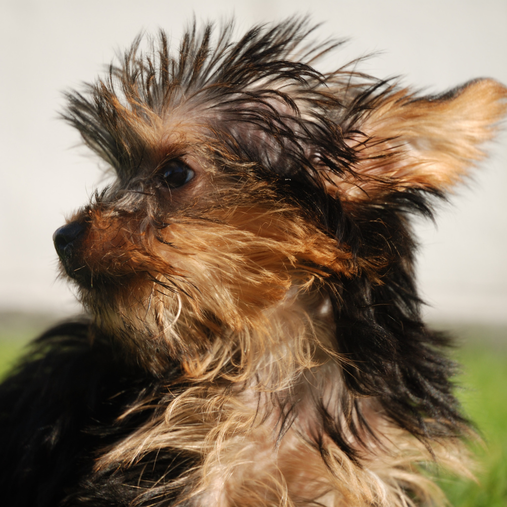 Взлохмаченный йоркширский терьер