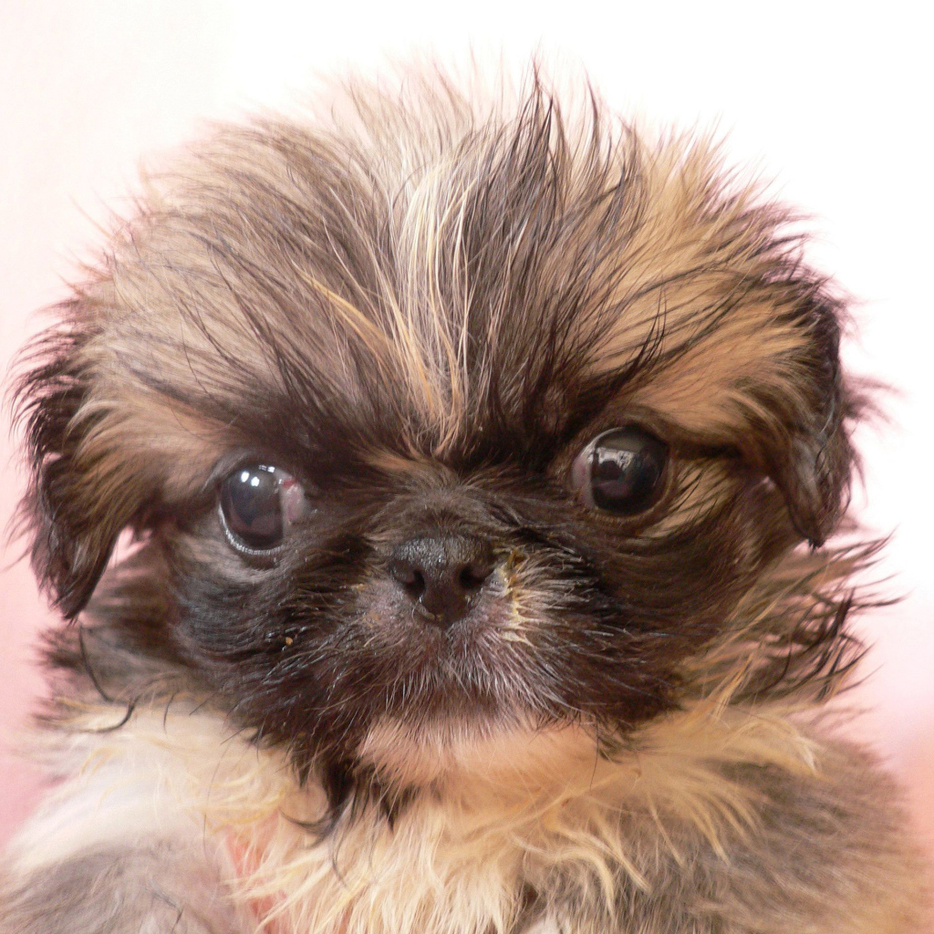 Взлохмаченный малыш пекинес