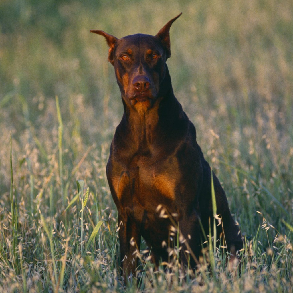 Доберман среди полевой травы