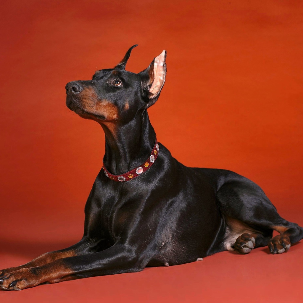 Доберман смотрит вверх