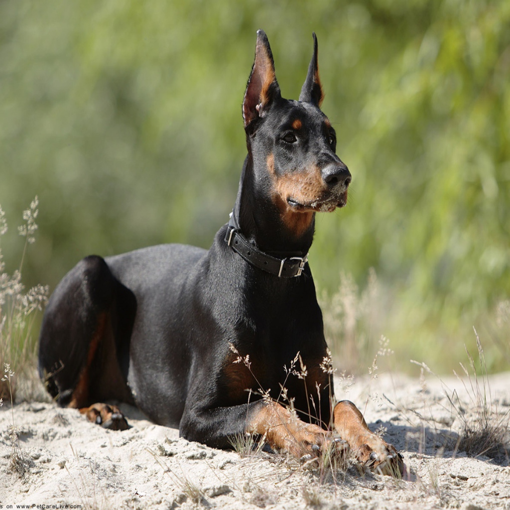 Доберман лежит на песке