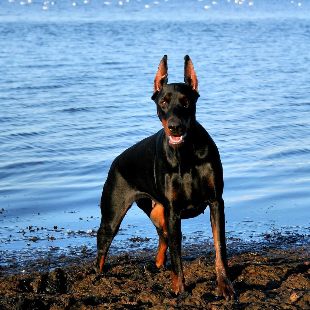 Доберман у воды