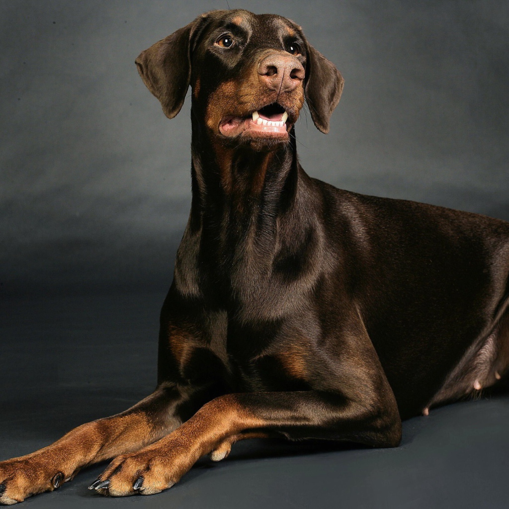 Доберман позирует
