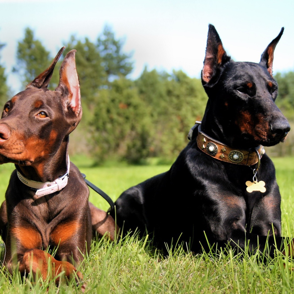 Пара доберманов на прогулке
