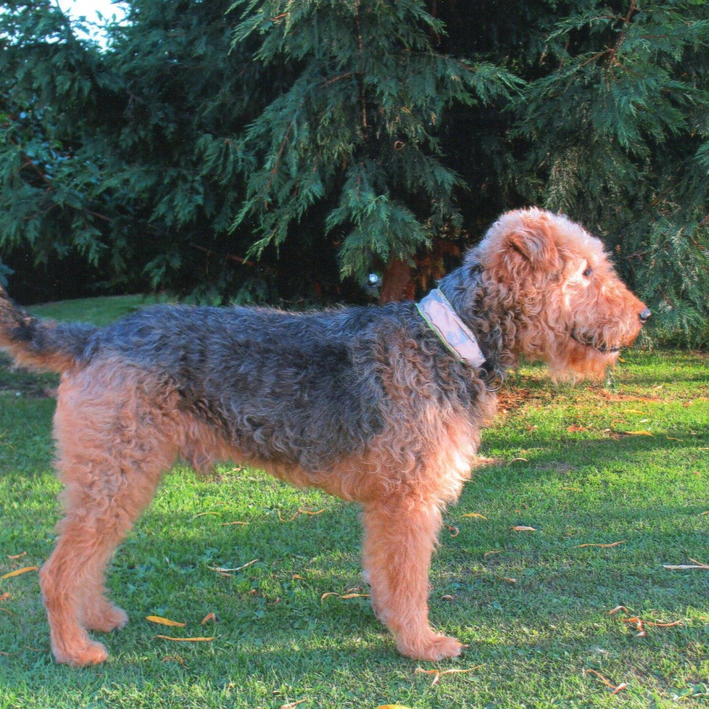 Собака эрдельтерьер у ели