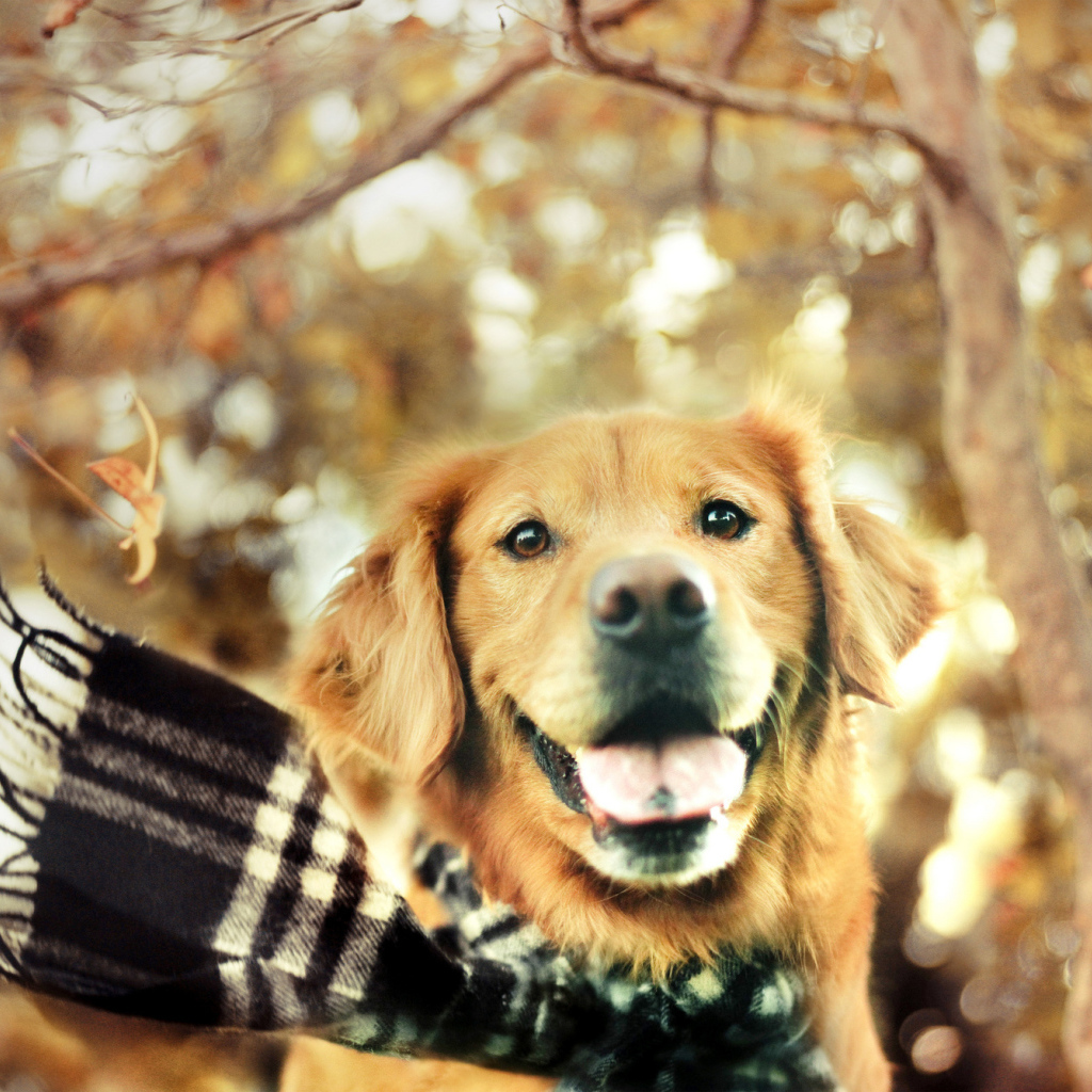 Собака золотистый ретривер