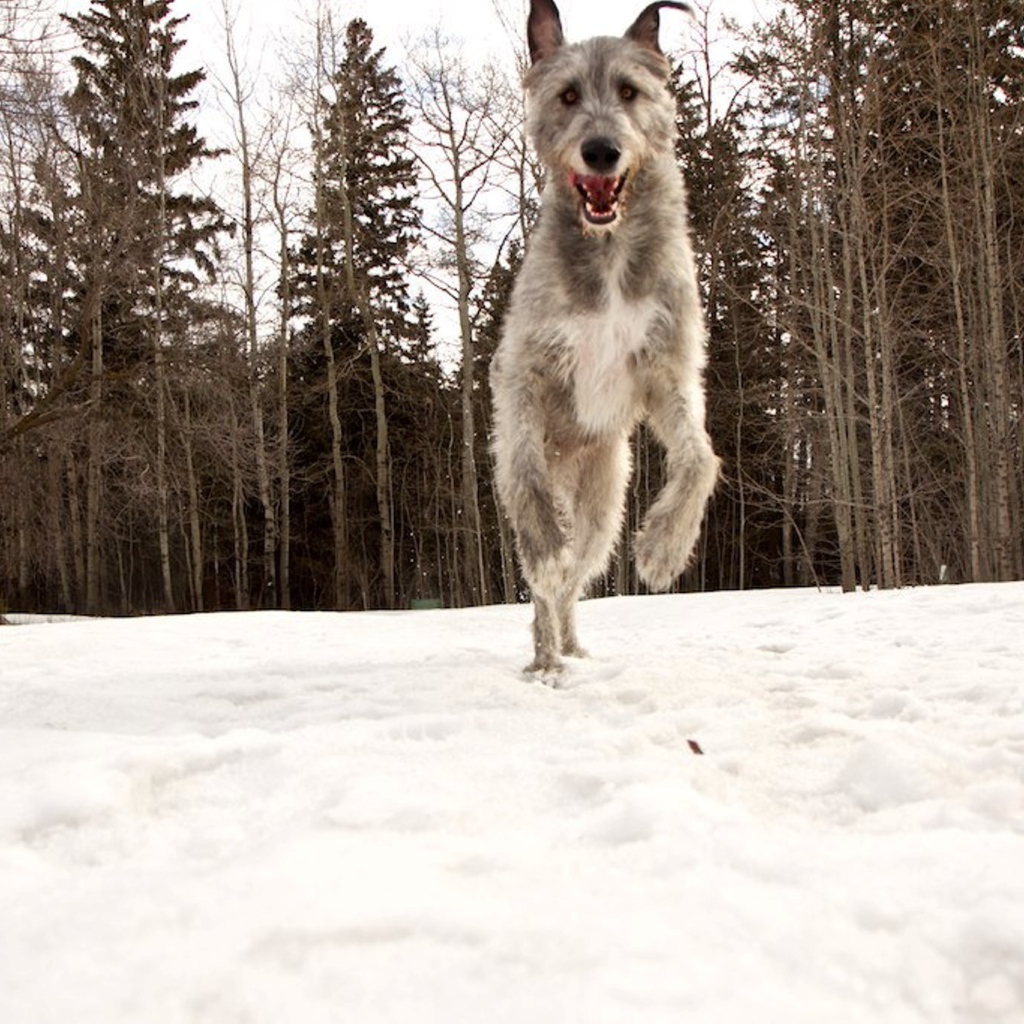 Собака ирландский волкодав в лесу