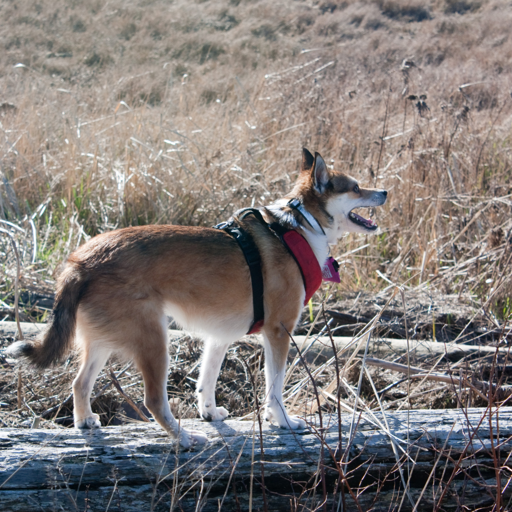 Собака норвежский лундехунд