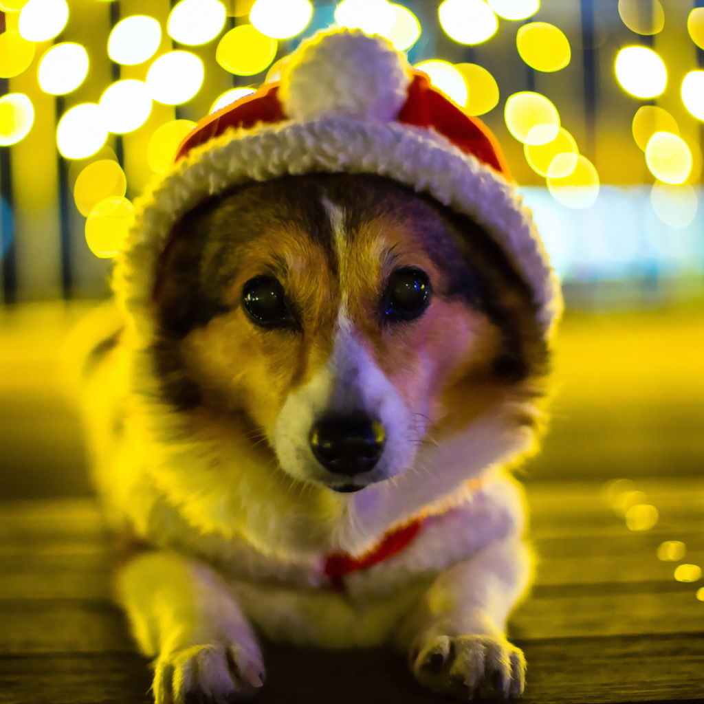 Собака Санта клаус