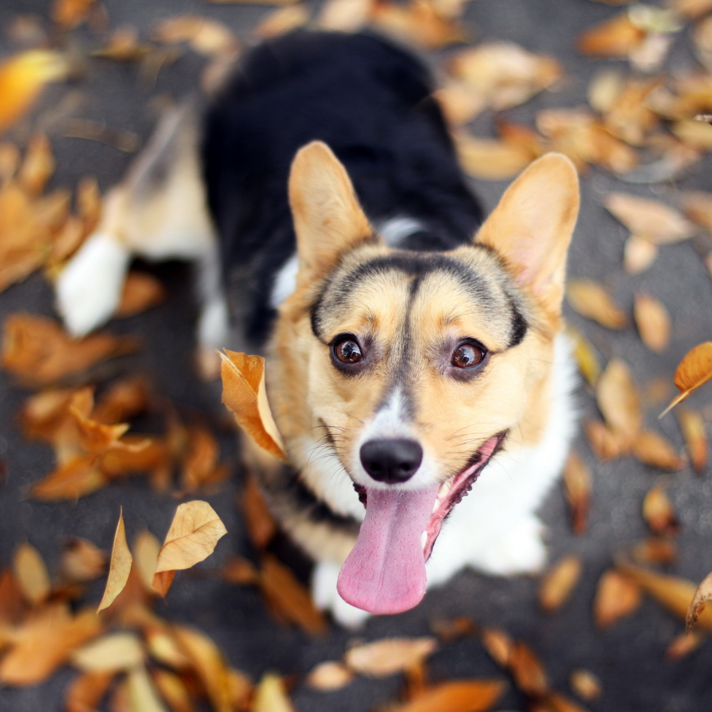 Dog and autumn leaves