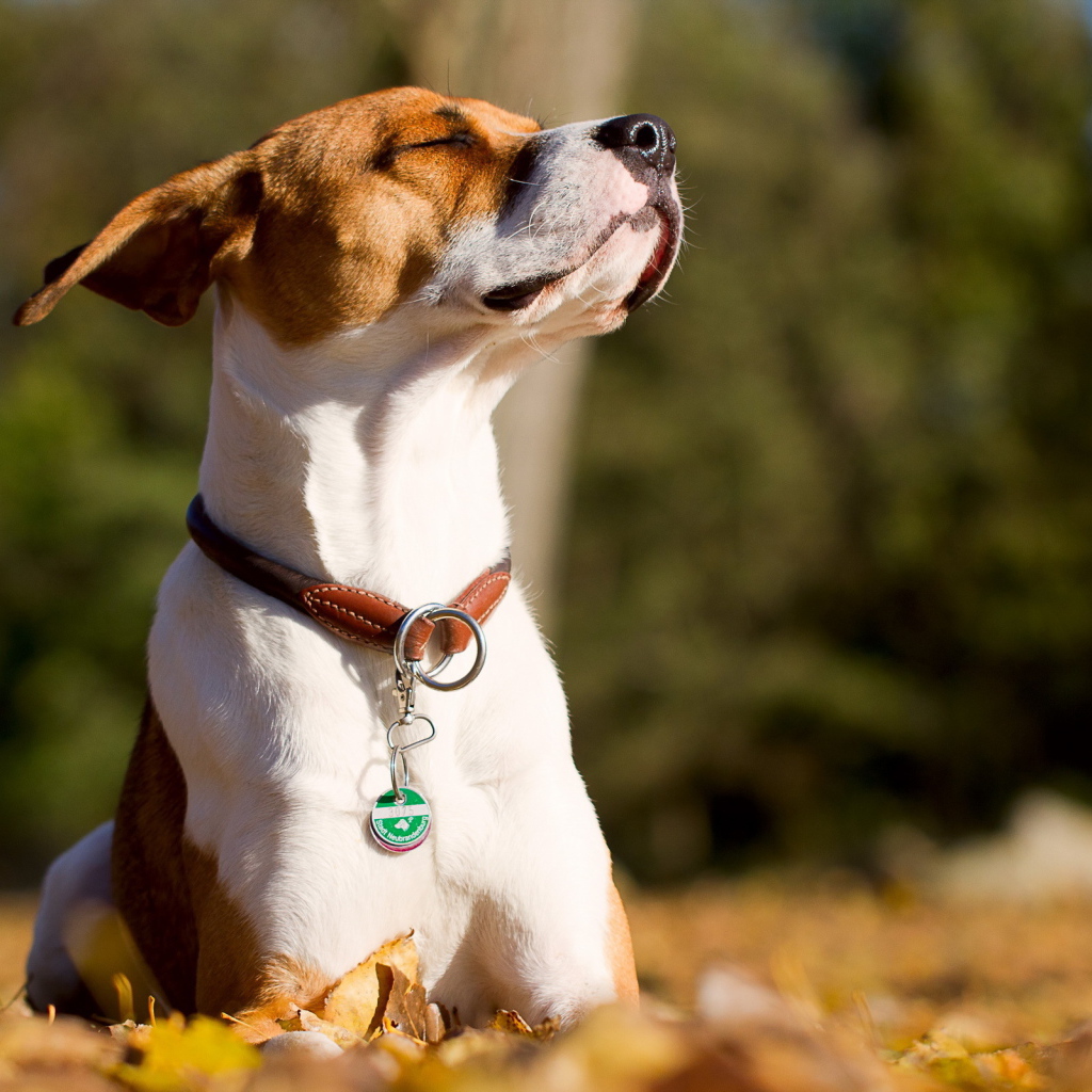 Собака греется на солнце