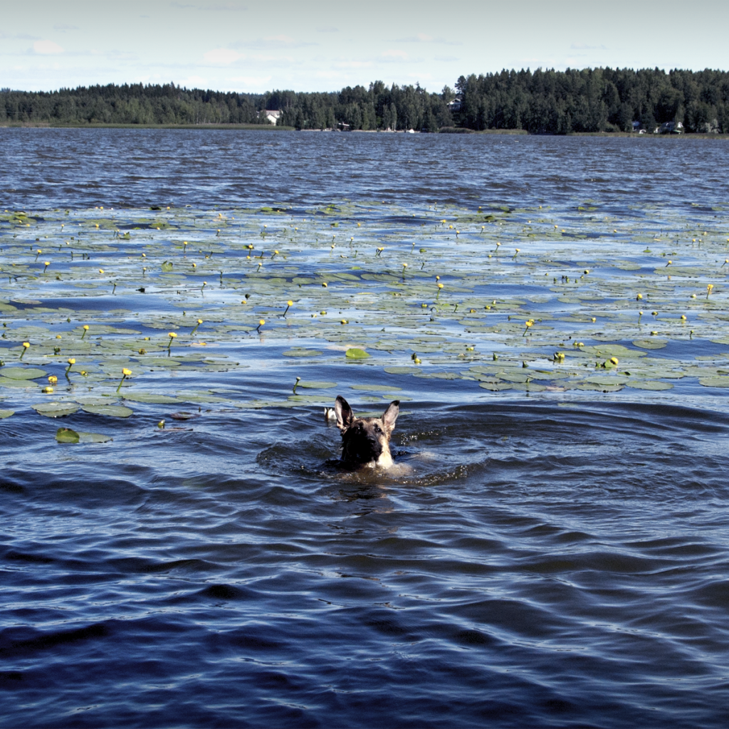 Собака плывет по озеру