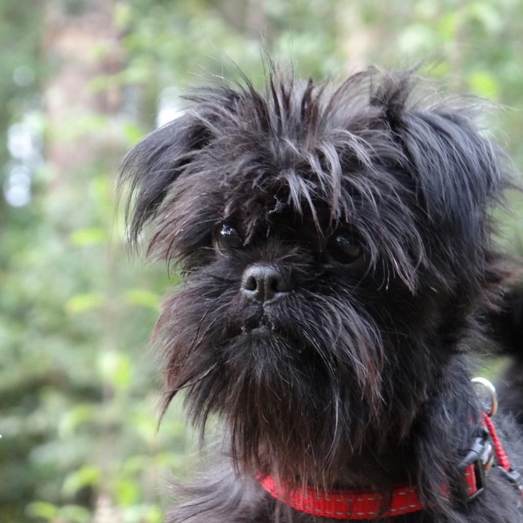 Собака породы аффенпинчер