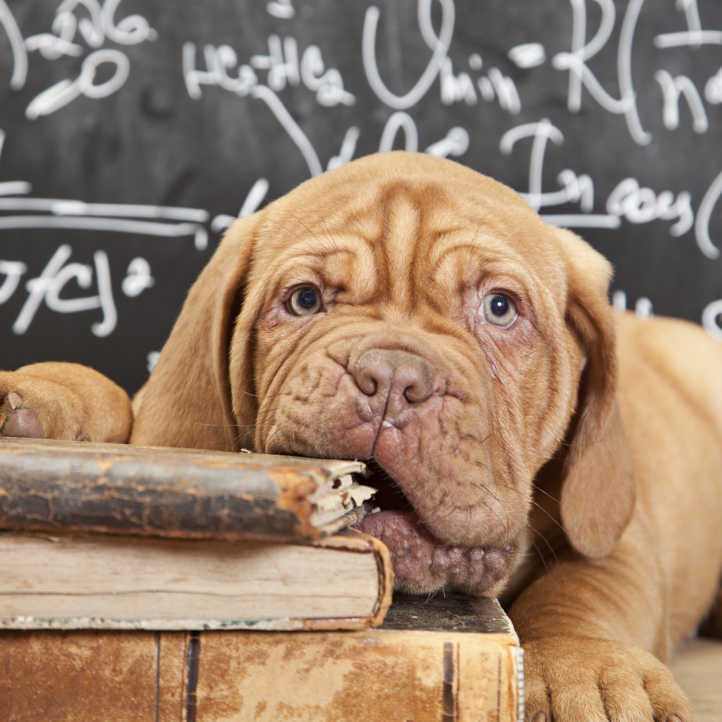 Собака грызет книги