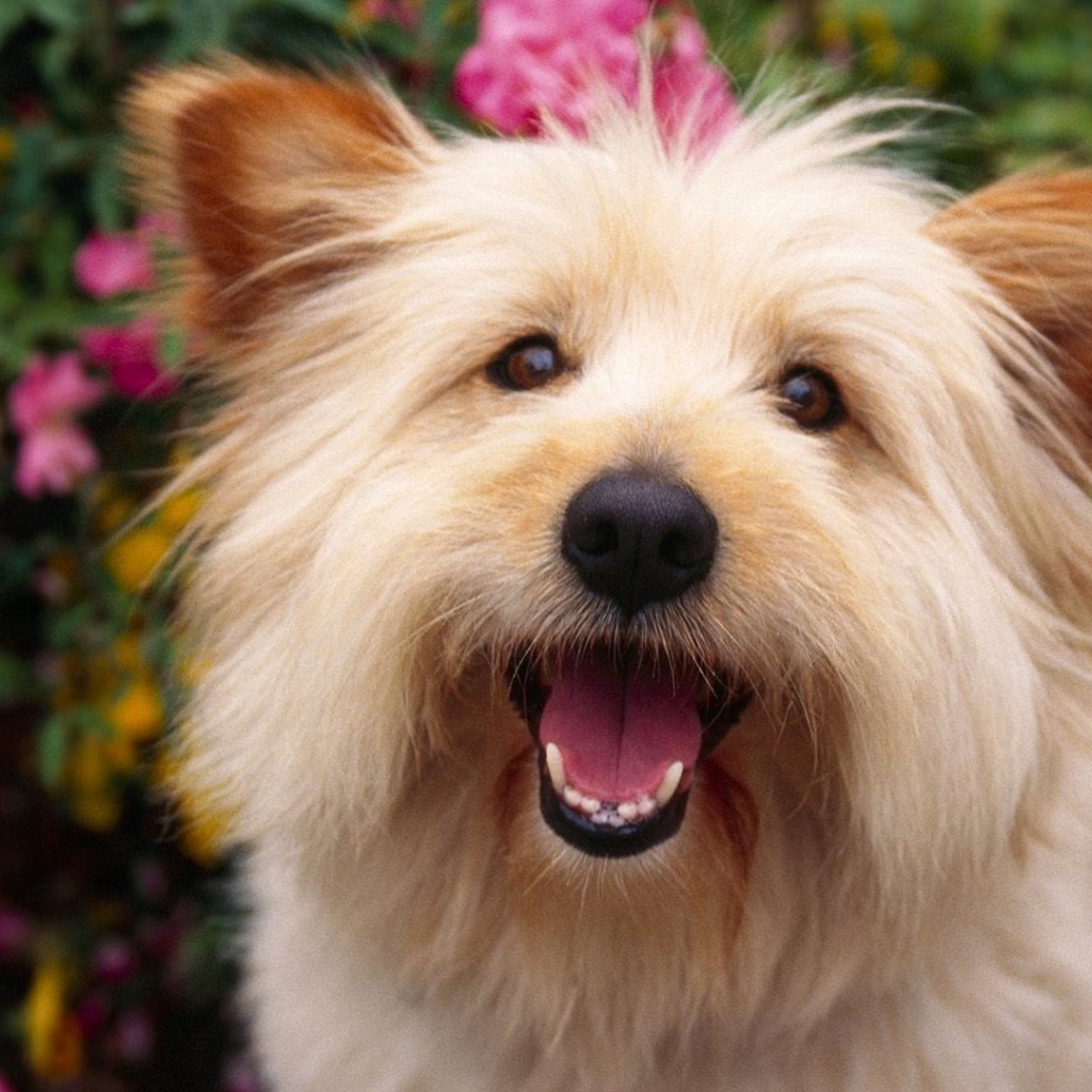 Собака выражает радость