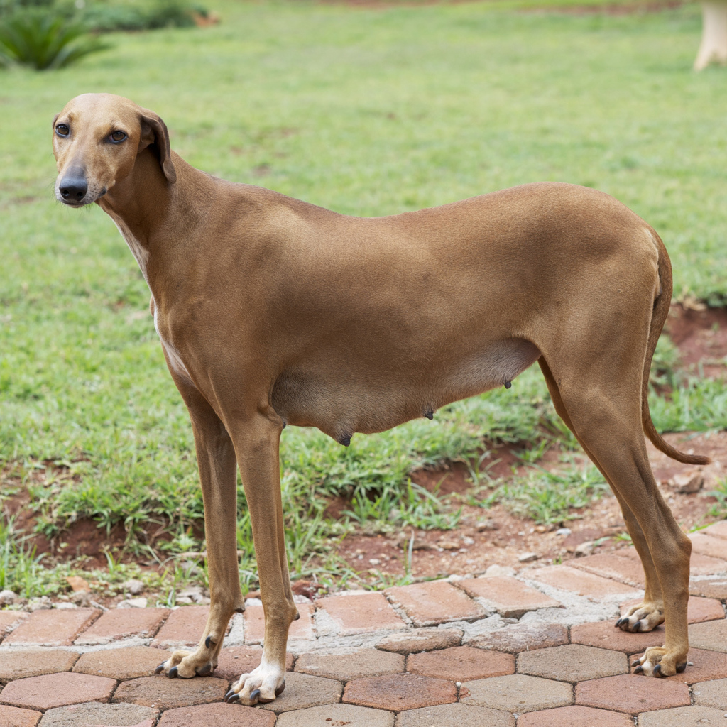 Собака девочка азавак