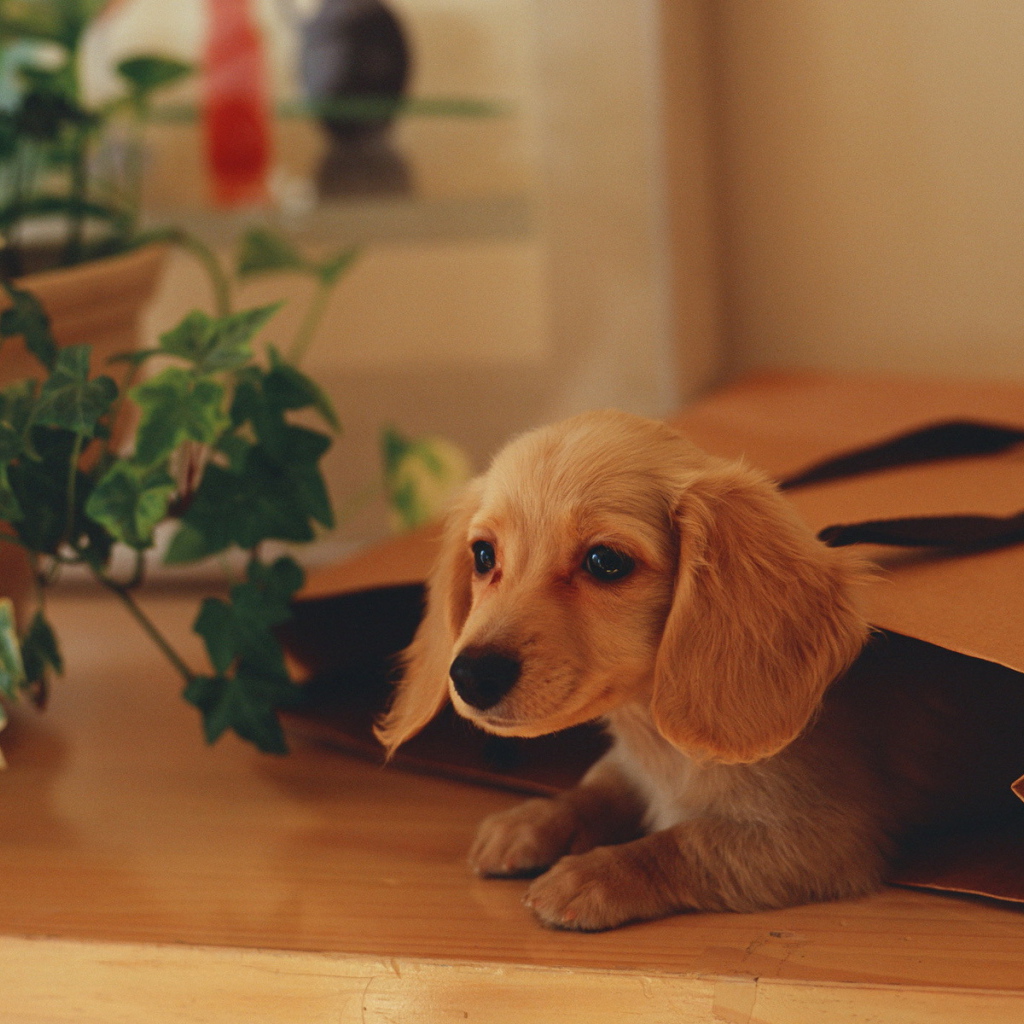 Собака в подарочной сумке