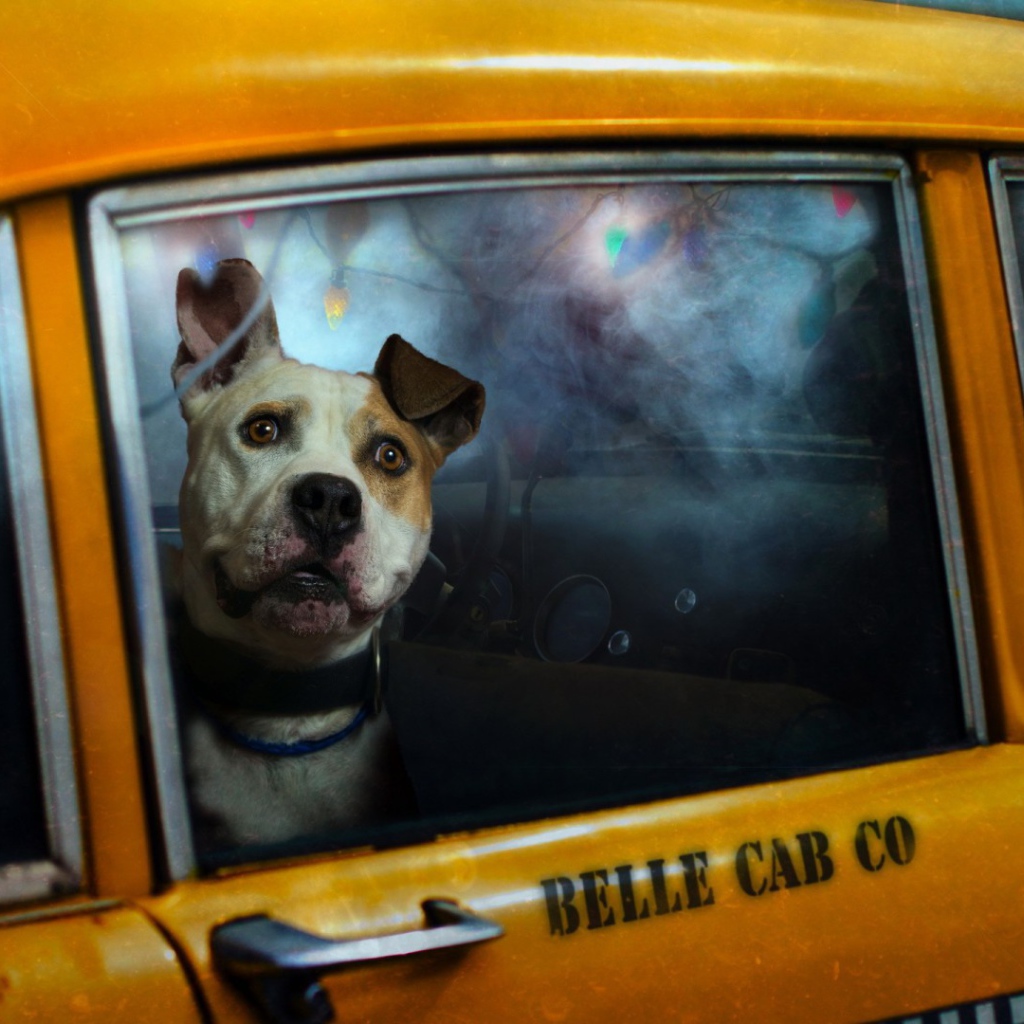 Cобака в такси