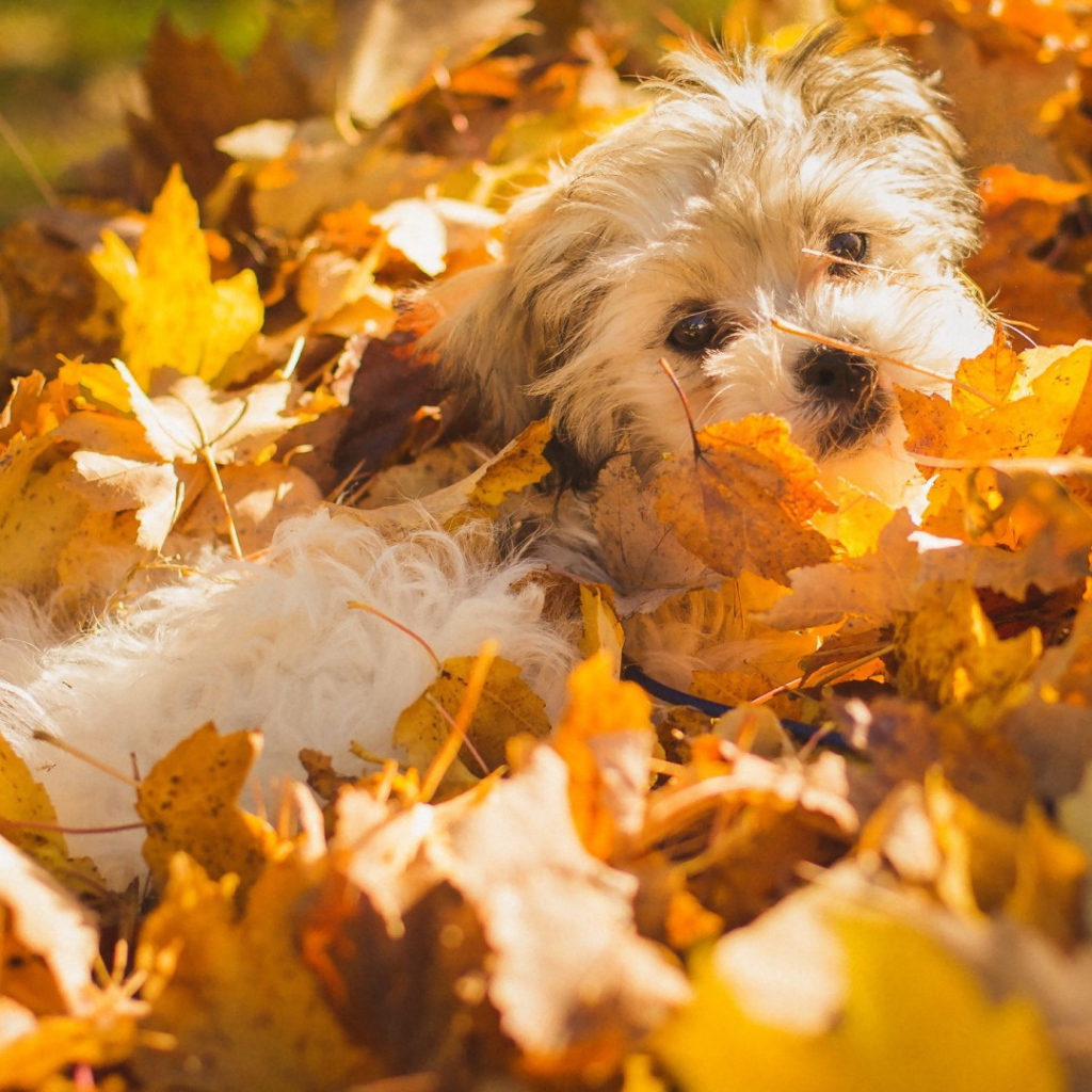 Собака в осенних листьях