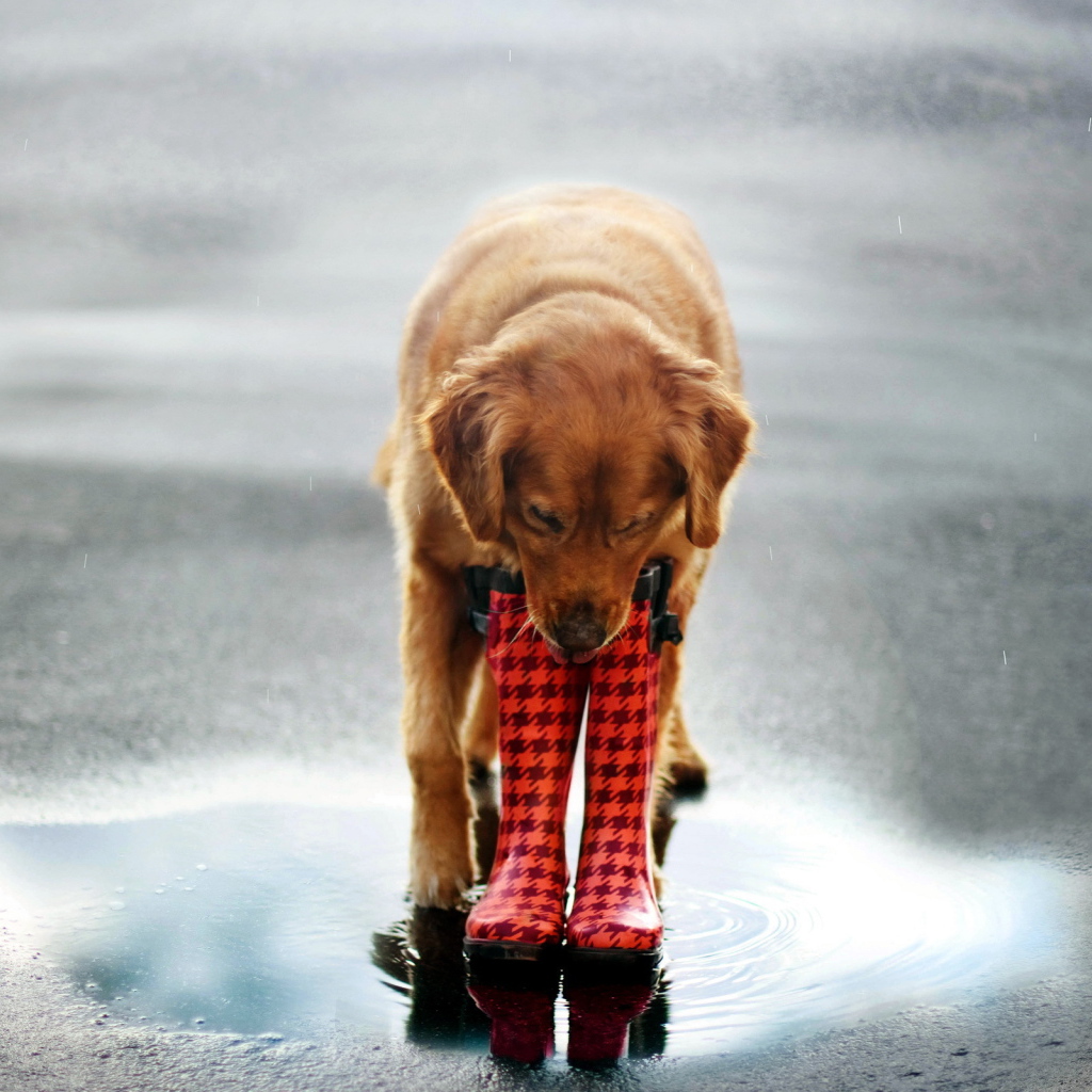 Собака в сапогах