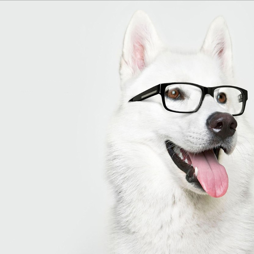 Лайка в очках
