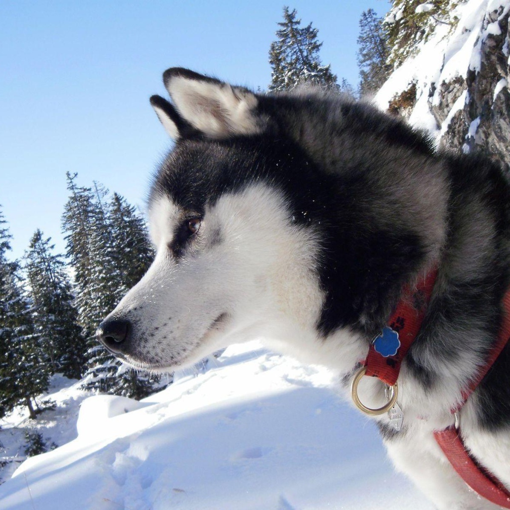 Лайка в тайге