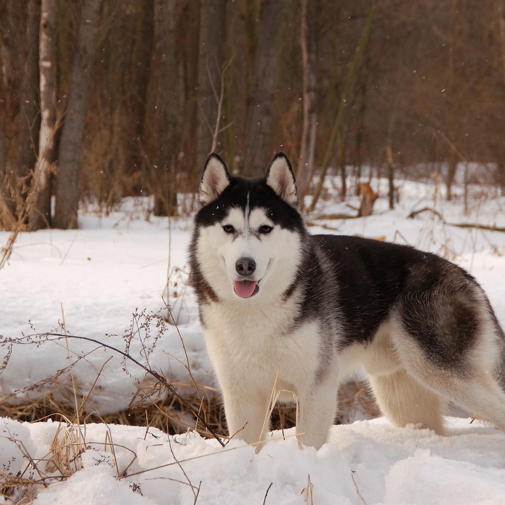 Лайка  в весеннем лесу