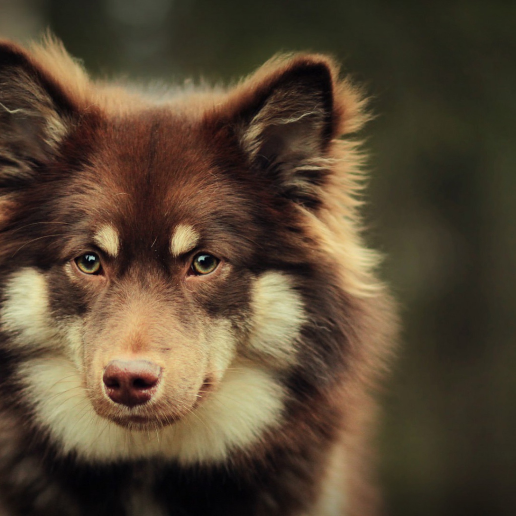 Собака в ожидании