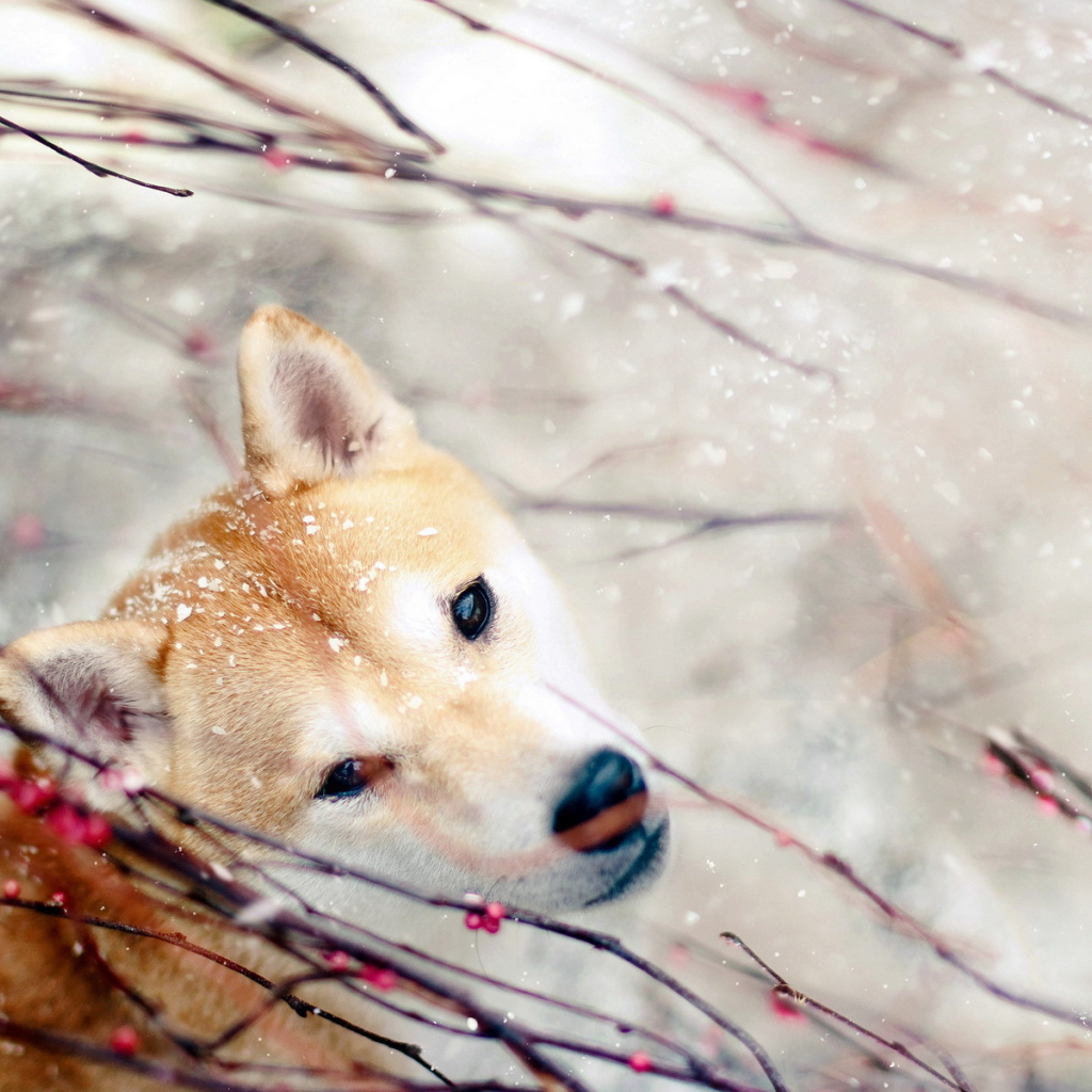 Собака зимой