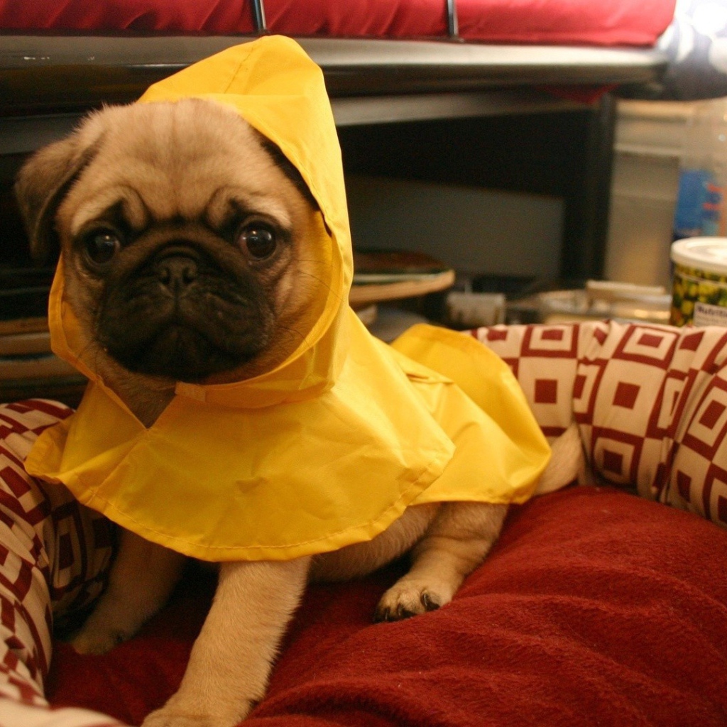 Собака в желтой пижаме