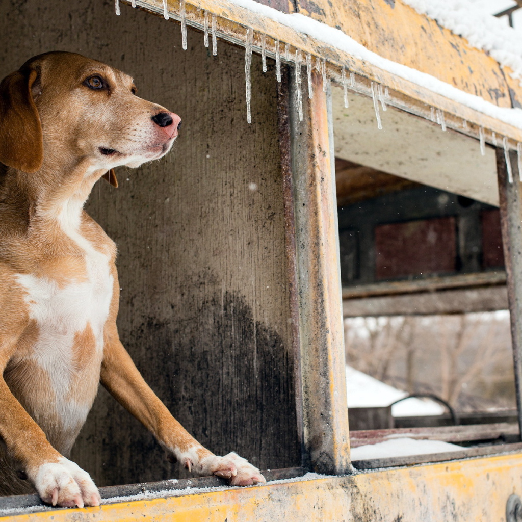 Собака смотрит в окно