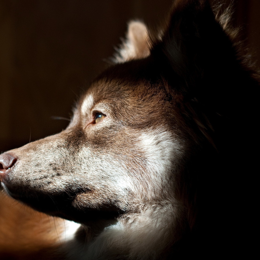 Собачья морда