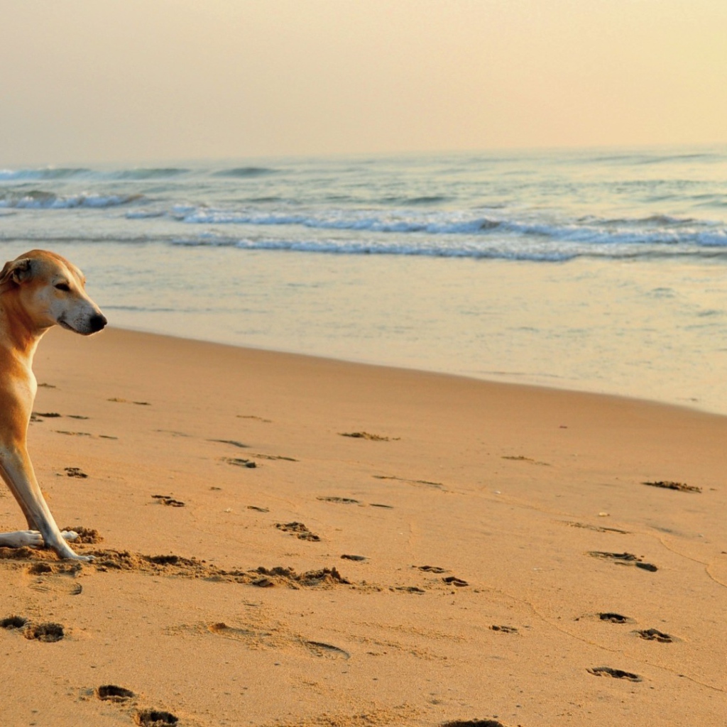 Собака около моря