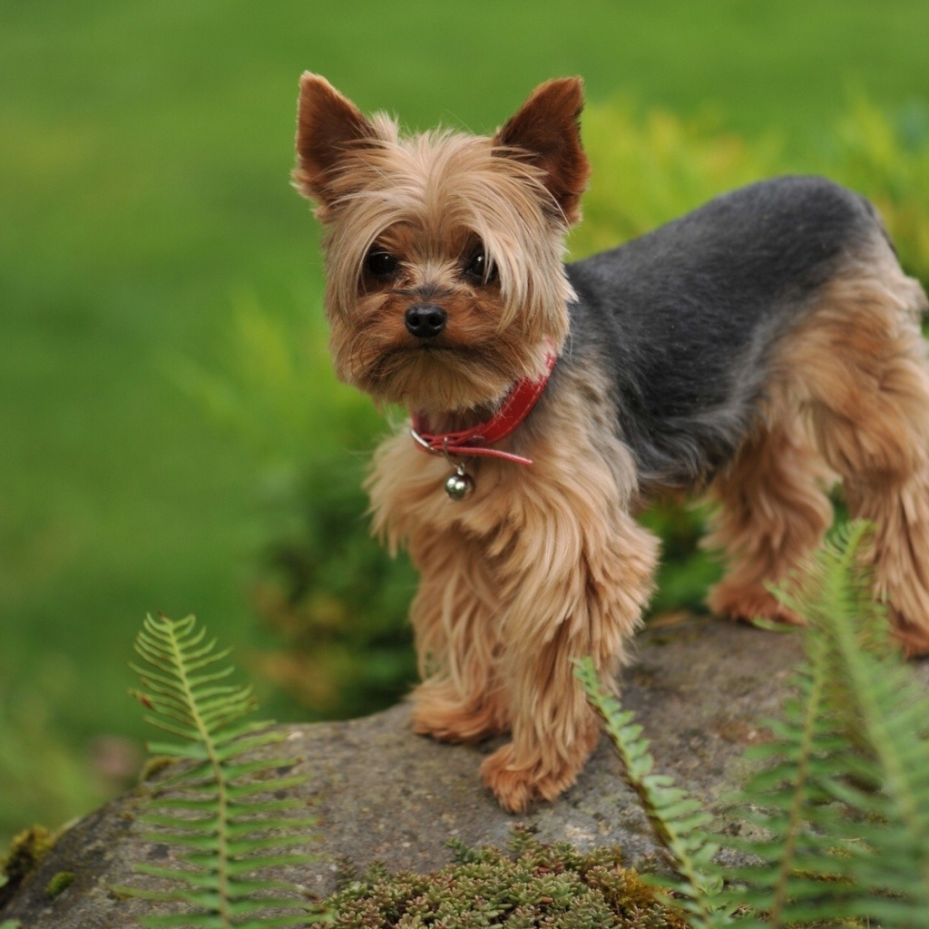 Собака на камне