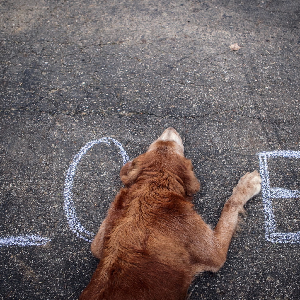 Собака на асфальте