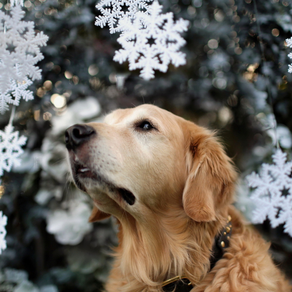 Собака на празднике