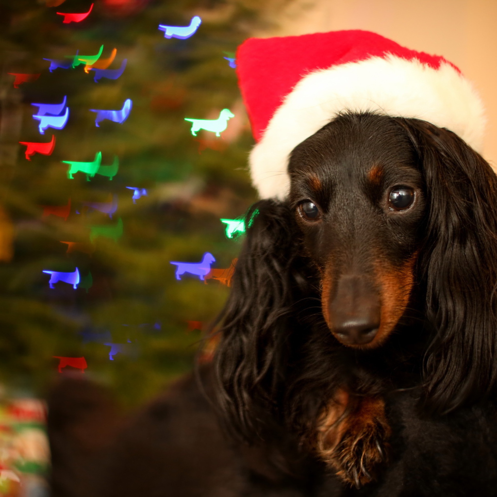 Собака на празднике